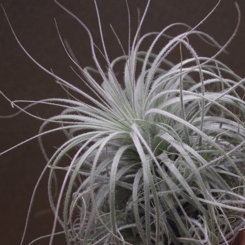 テクトラム クランプ01号 | air-plants TENGU-DO