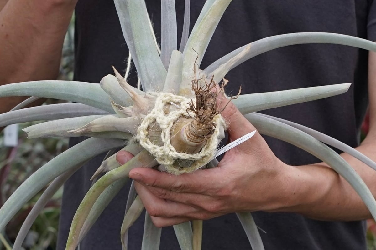 スタッフ特選】キセログラフィカ x ブラキカウロス XL | air-plants