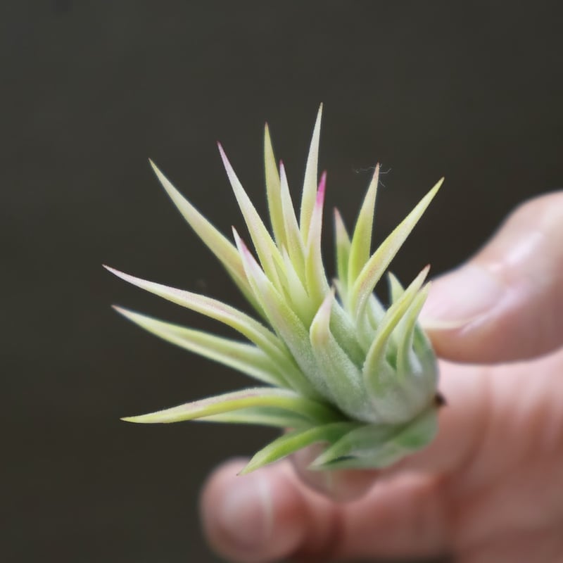 イオナンタ アルボマージナータ 48号 | air-plants TENGU-DO