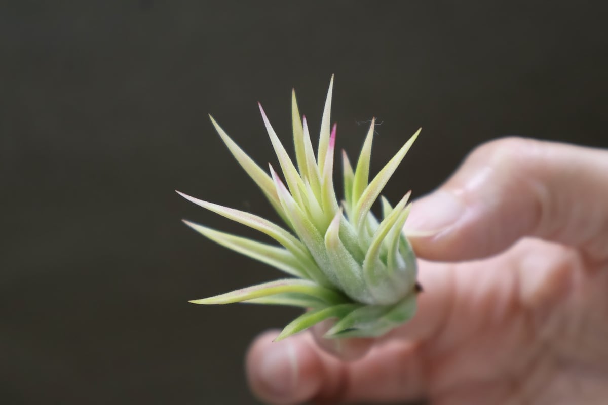 イオナンタ アルボマージナータ 48号 | air-plants TENGU-DO
