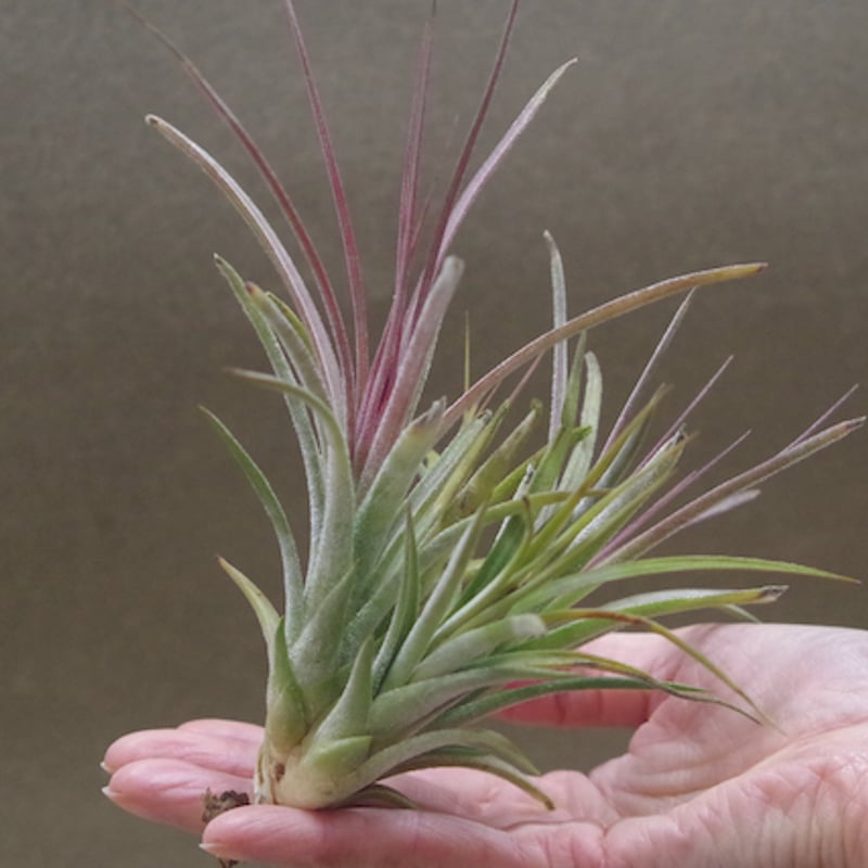 シーディアナ×イオナンタストリクタ 05号 | air-plants TENGU-DO