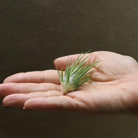 CATEGORY 品種名：I/J/K/L | air-plants TENGU-DO