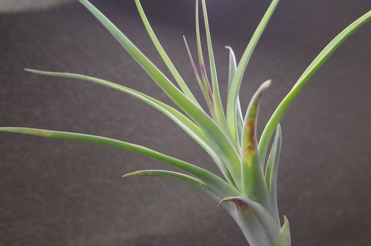 チランジア Redy チランジア ／ レディ XL (T.'Redy') ＊A01/Apr25 | 常葉植物園