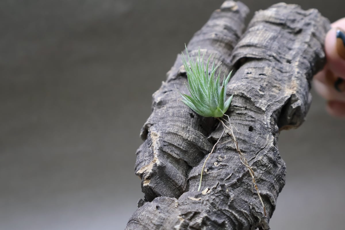 s*r様 Tillandsia ionantha ‘Haselnuss' Koe 英*呂様 Tillandsia ionantha 'Haselnuss' Koe
