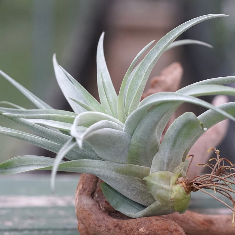 スタッフ特選】カピタータ・シルバーローズ 子株 B号 | air-plants