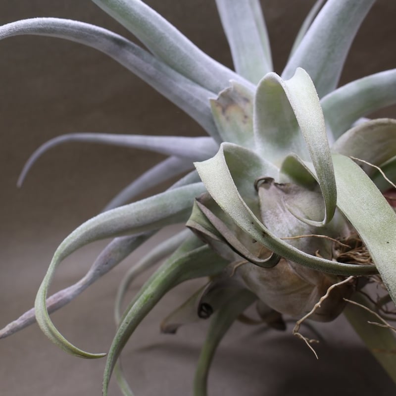 ベアコレアーレ（ストレプトフィラ x チアペンシス）05号 | air-plants