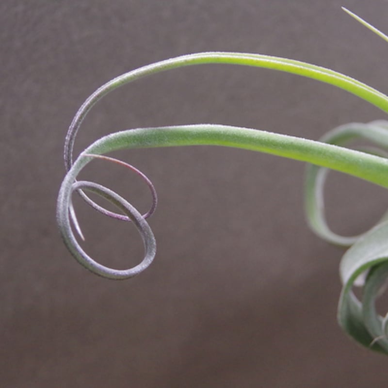 パチャラスノーフレーク 01号 | air-plants TENGU-DO