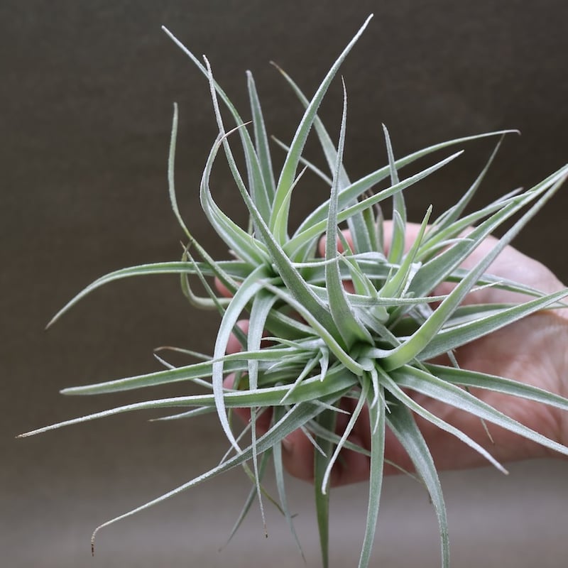 レクルビフォリア サブセクンディフォリア クランプ 09号 | air-plants