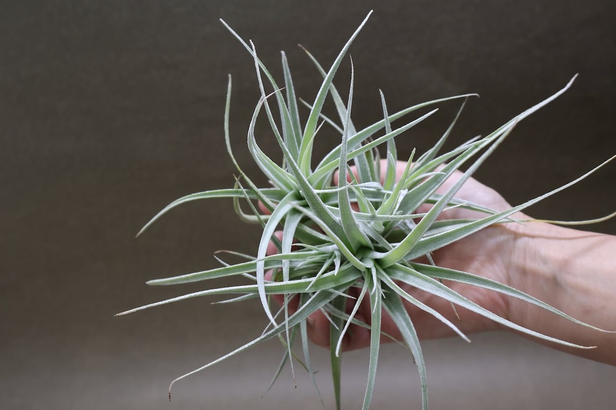 レクルビフォリア サブセクンディフォリア クランプ 09号 | air-plants