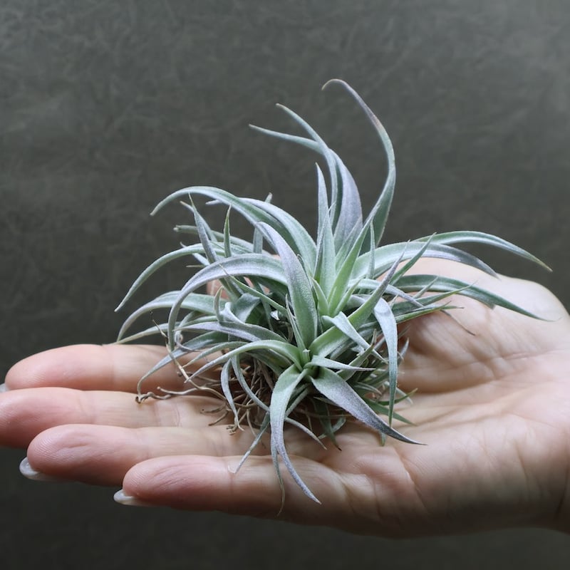 チランジア カルソニアエ × チアペンシス 現品】チランジア・カールソニアエ×チアペンシス T. carlsoniae