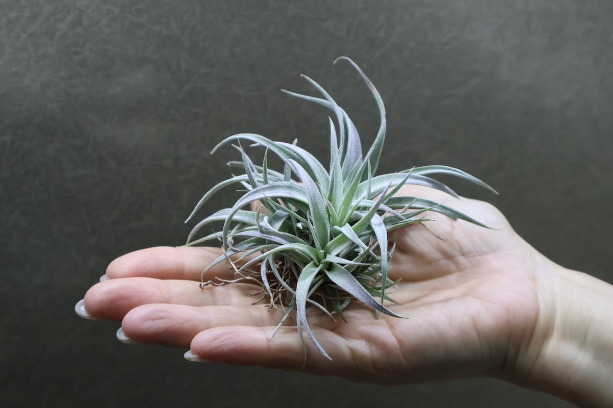 チアペンシス クランプ 32号 | air-plants TENGU-DO