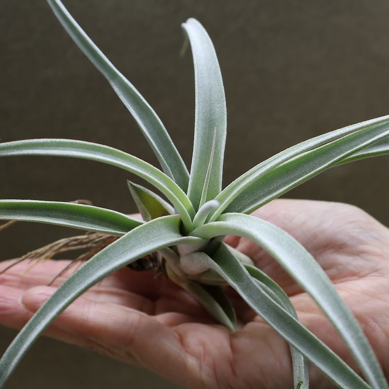 キセログラフィカ × チアペンシス 09号 | air-plants TENGU-DO