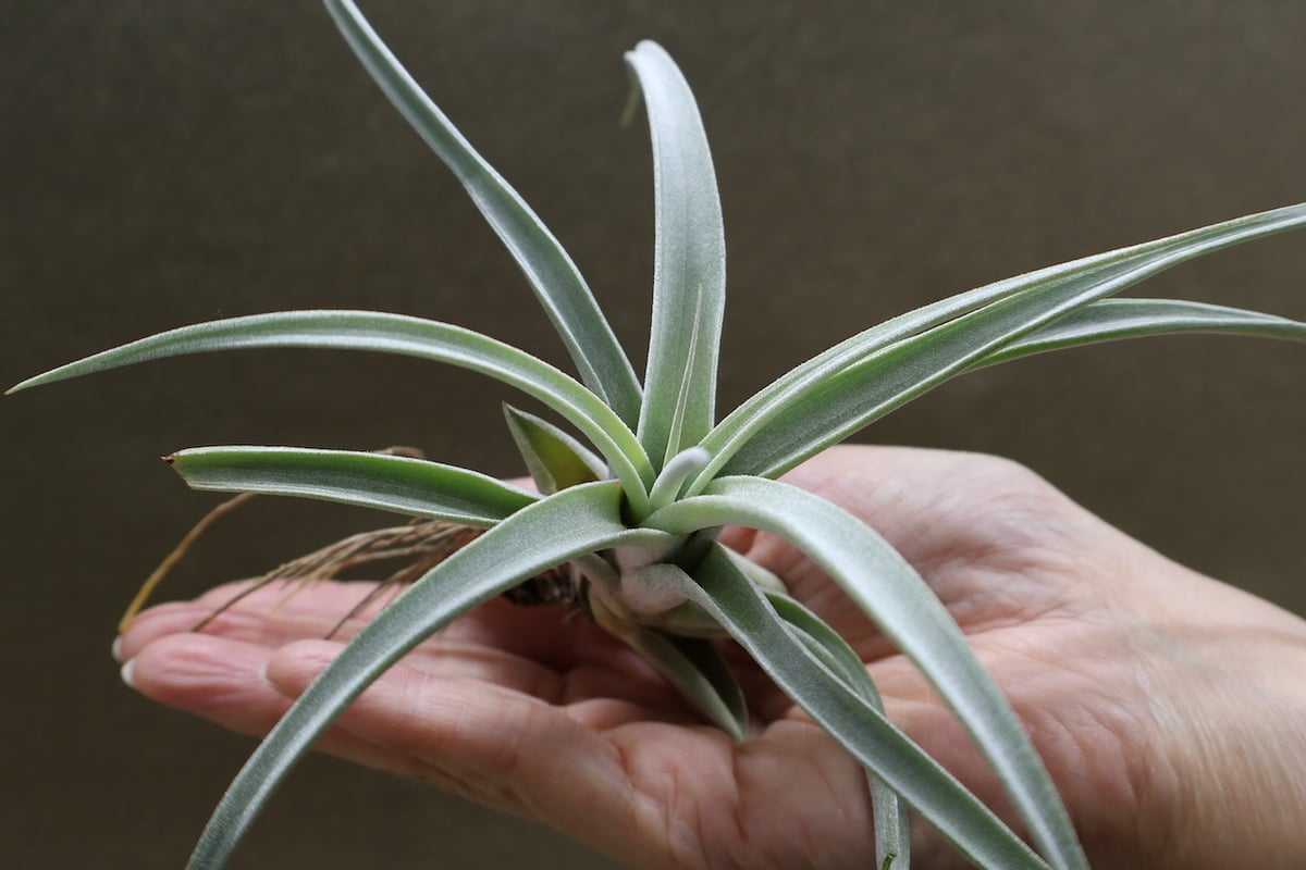 キセログラフィカ × チアペンシス 09号 | air-plants TENGU-DO