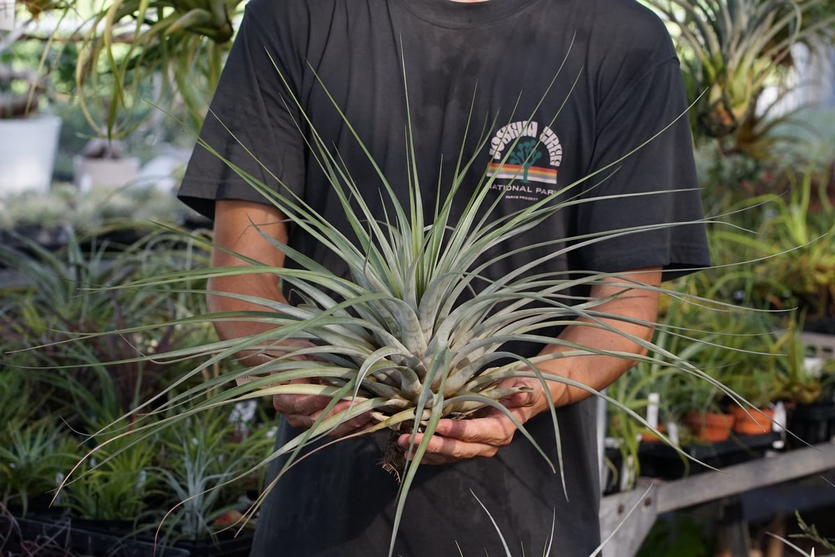 スタッフ特選】ファシクラータ・ロツンダータ 大株 | air-plants TENGU-DO