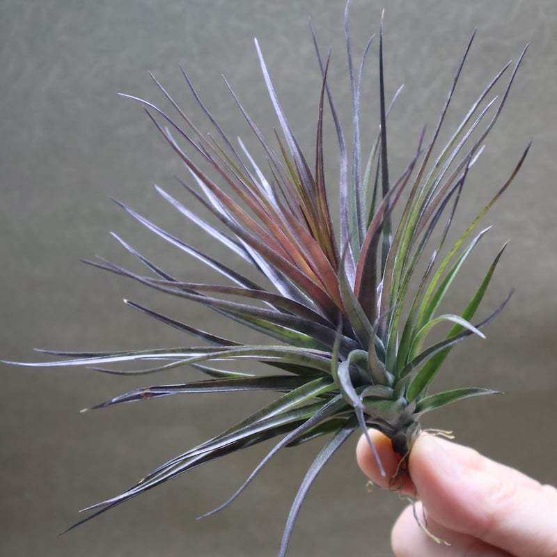 モンタナ ブラック 08号 | air-plants TENGU-DO モンタナ ブラック 08号 | air-plants TENGU-DO