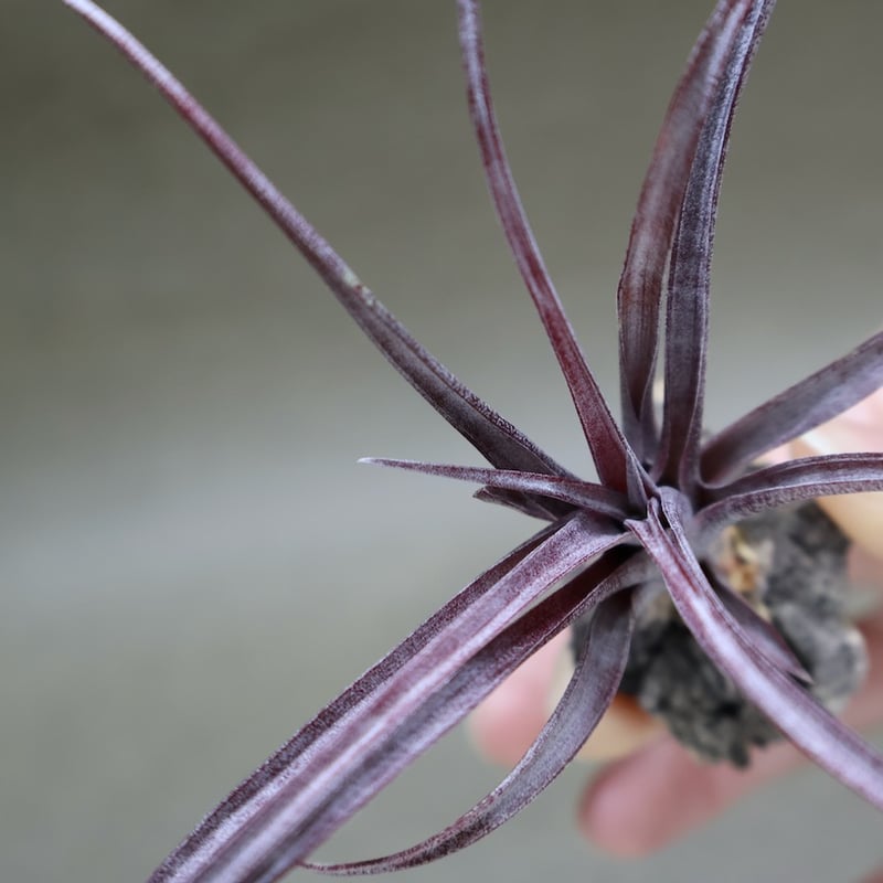 カピタータ ドミンゲンシス 45号 | air-plants TENGU-DO