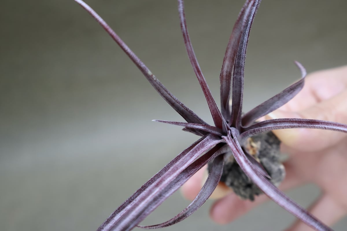 カピタータ ドミンゲンシス 45号 | air-plants TENGU-DO
