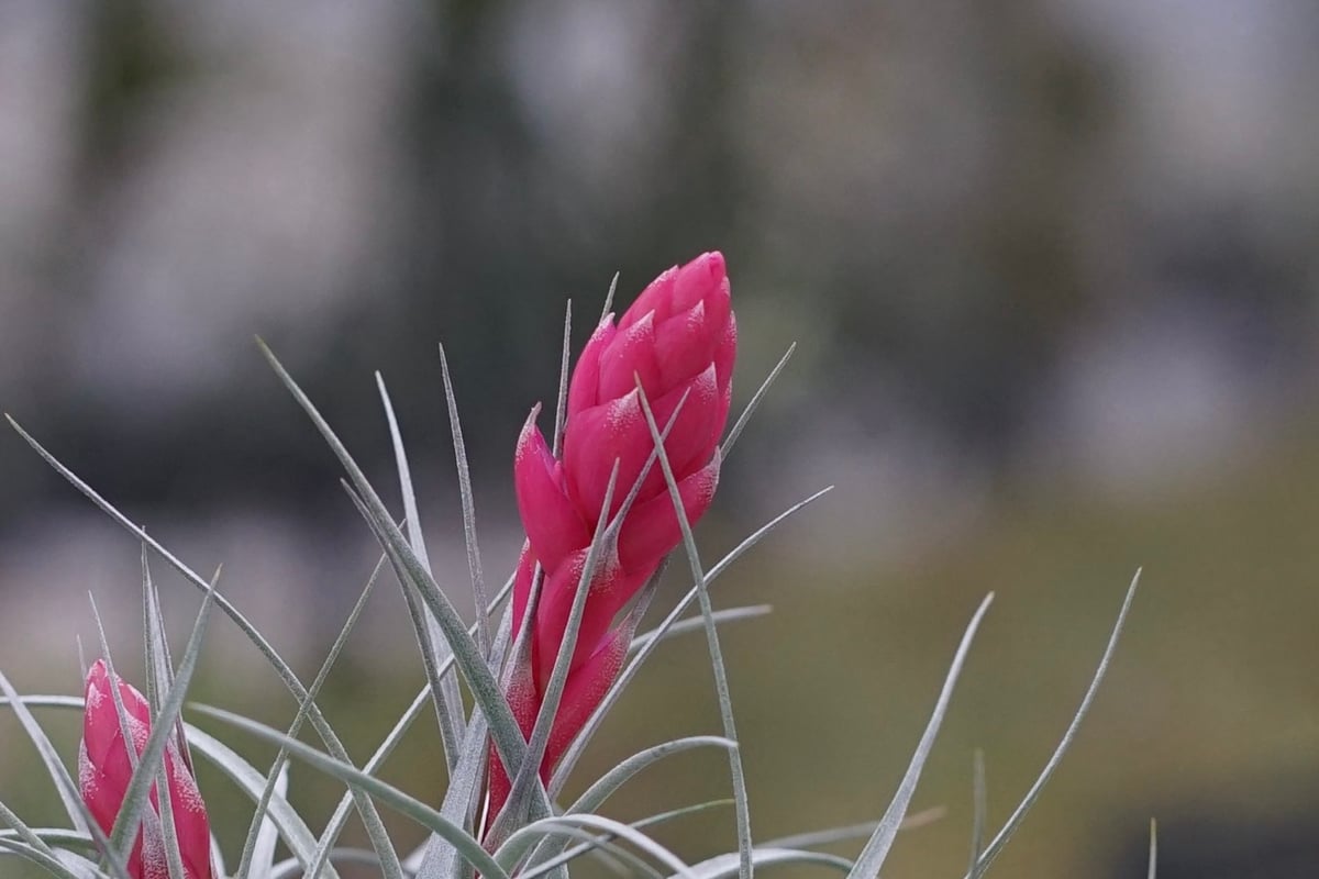 スタッフ特選】コットンキャンディ大サイズ 花芽付き B号 | air-plants