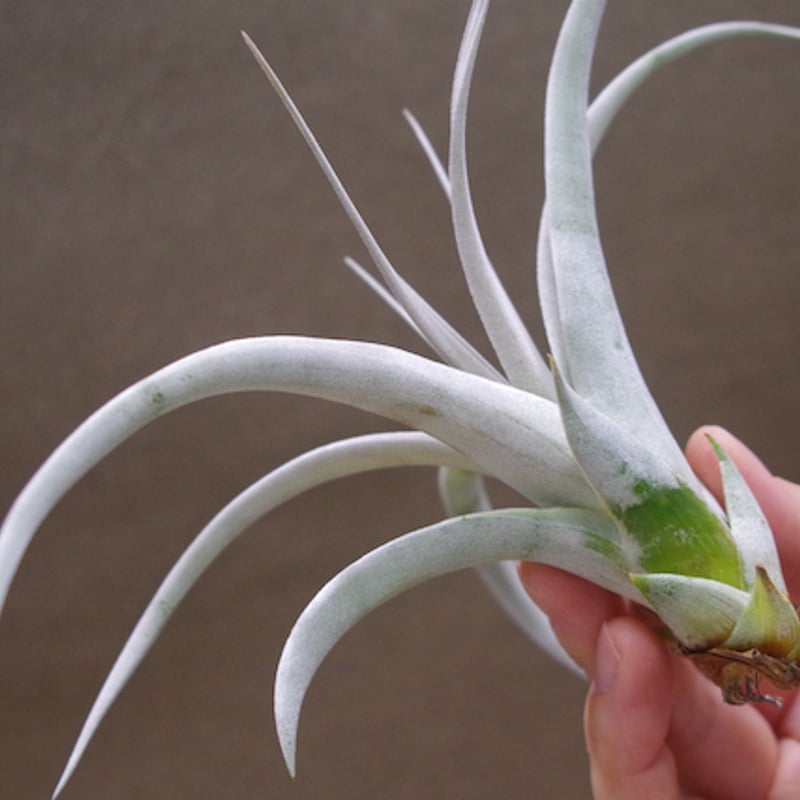 キセログラフィカ miniサイズ 30号 | air-plants TENGU-DO