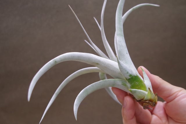 キセログラフィカ miniサイズ 30号 | air-plants TENGU-DO