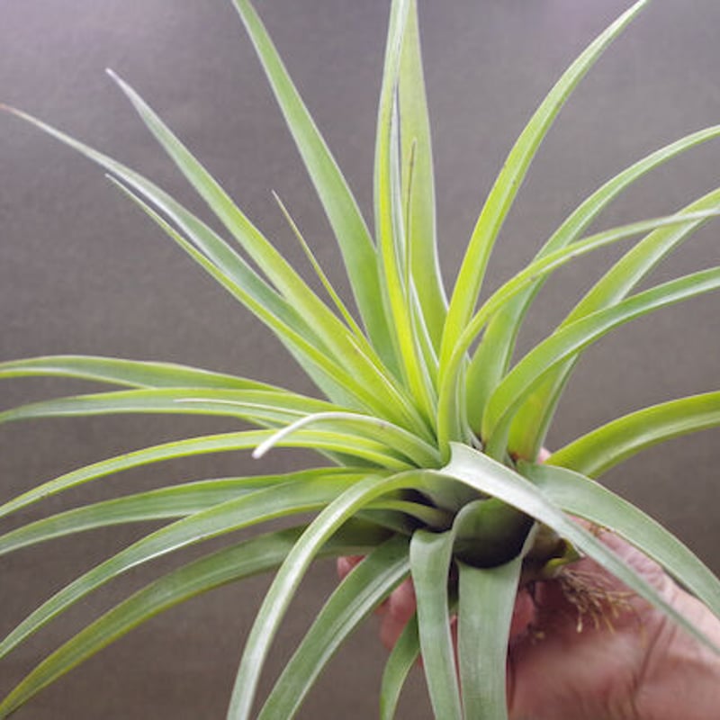 ファシクラータ × ストレプトフィラ 01号 | air-plants TENGU-DO