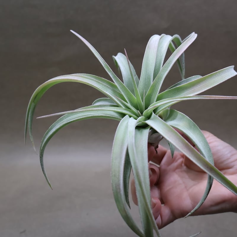キセログラフィカ × イオナンタバンハイニンギー 07号 | air-plants