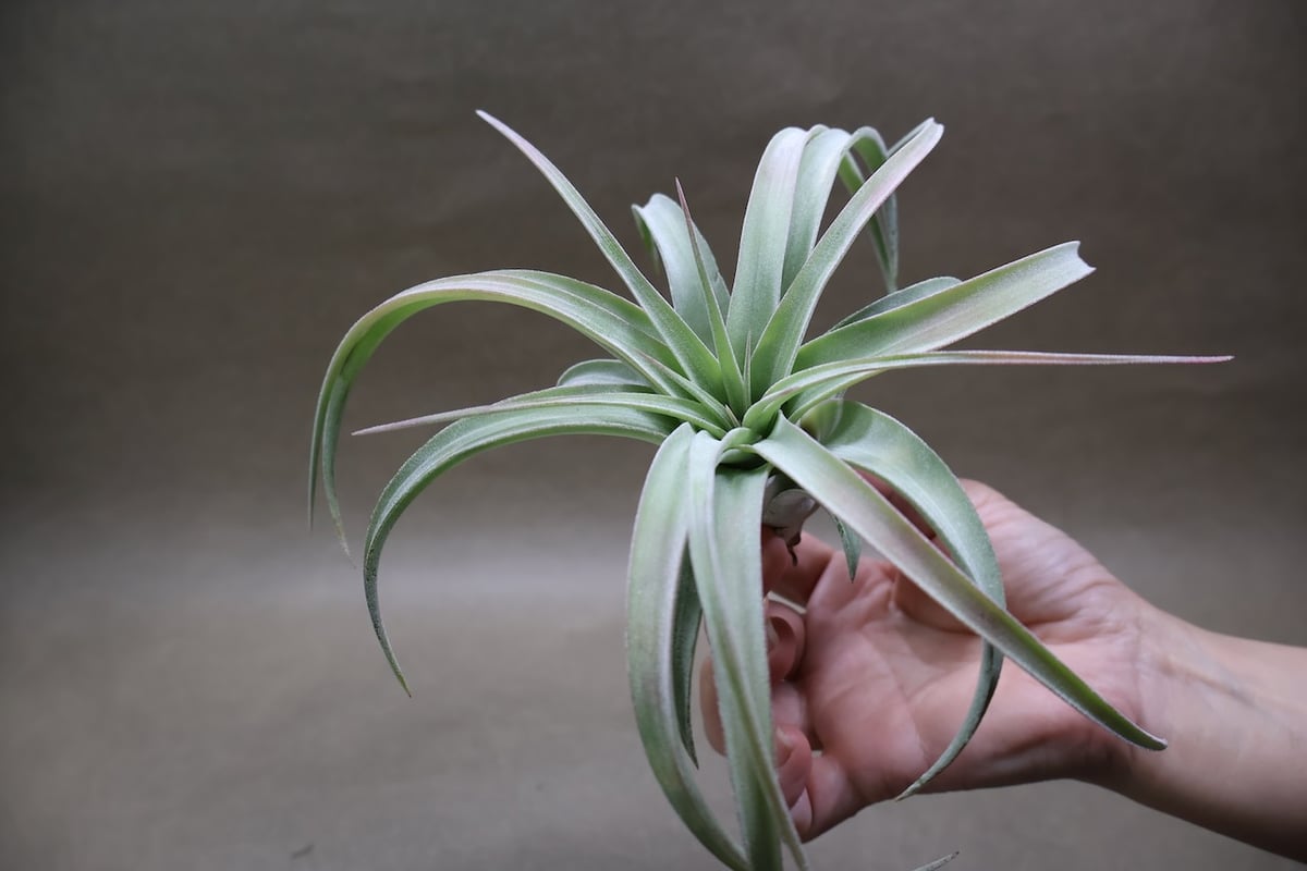 キセログラフィカ × イオナンタバンハイニンギー 07号 | air-plants