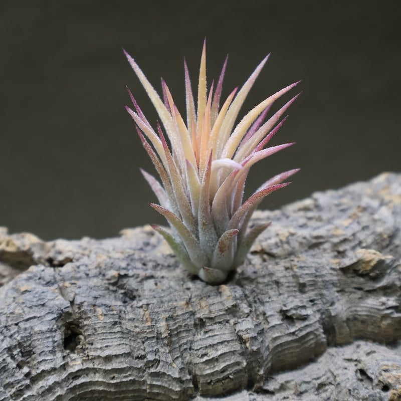 イオナンタピーチ 139号 | air-plants TENGU-DO