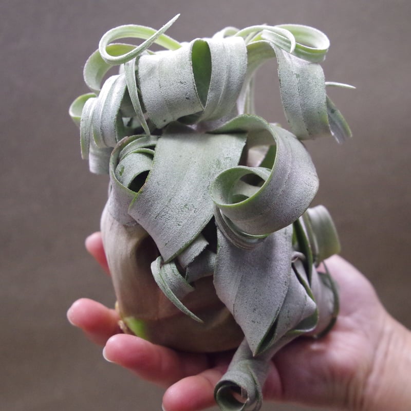ストレプトフィラ ベリーズ Lサイズ 19号 | air-plants TENGU-DO