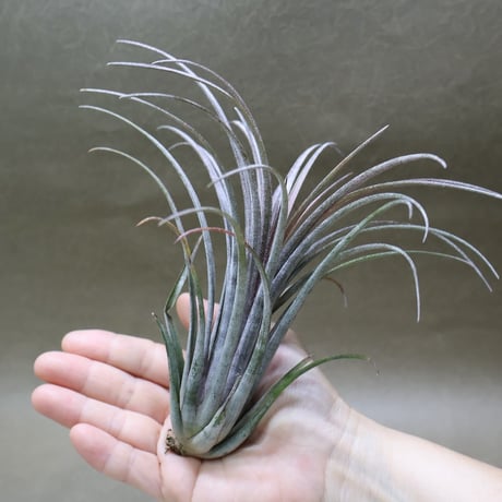 CATEGORY 品種名：I/J/K/L | air-plants TENGU-DO