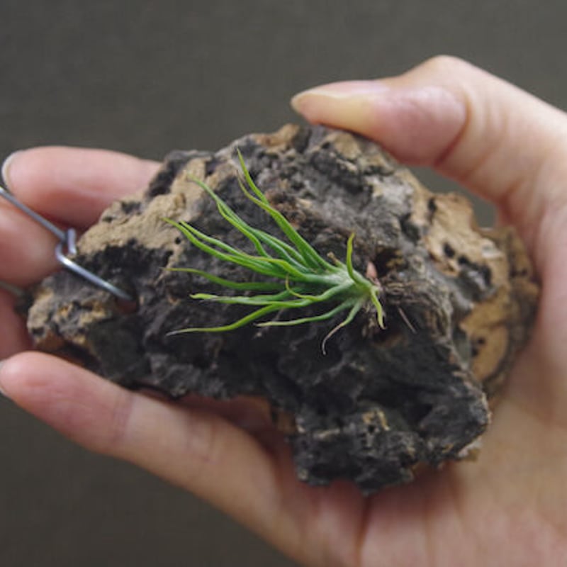 イッツィービッツィー 02号 | air-plants TENGU-DO