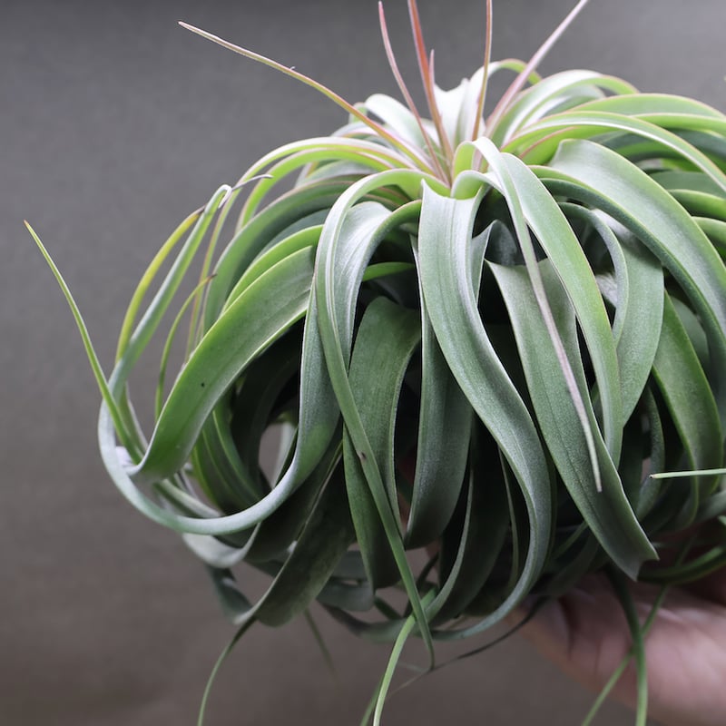 コンコロール×ストレプトフィラ 2XLサイズ07号 | air-plants