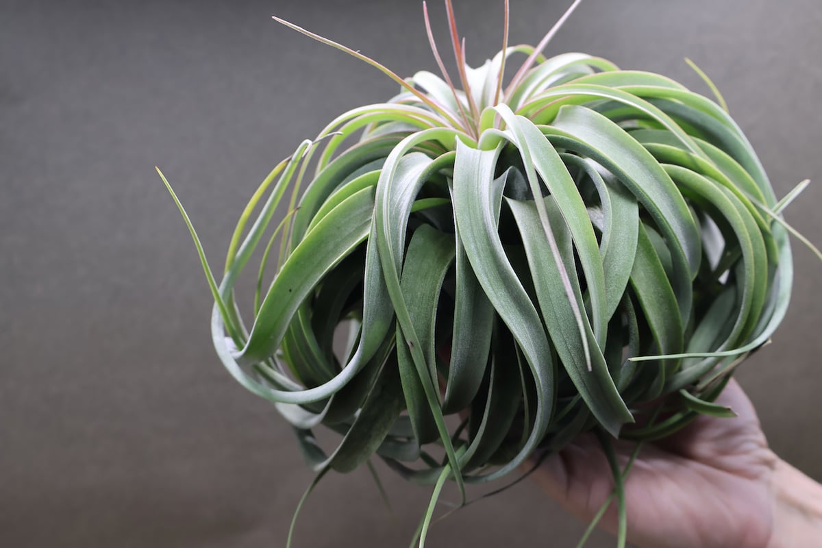 コンコロール×ストレプトフィラ 2XLサイズ07号 | air-plants TENGU-DO