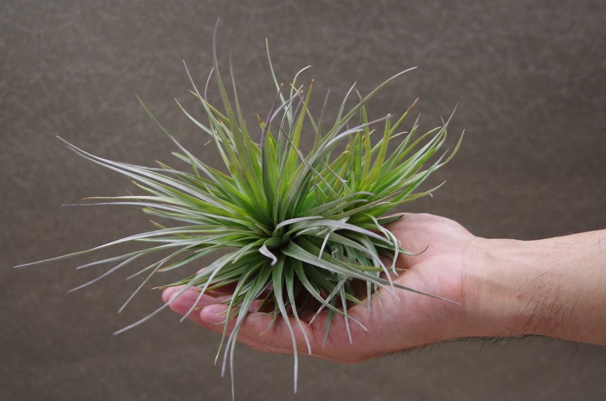 ストリクタ バイオレット 01号 | air-plants TENGU-DO