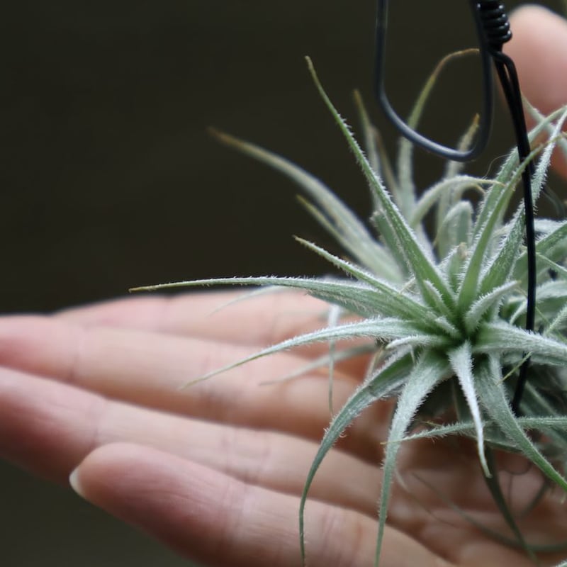 テクトラム クランプ 05号 | air-plants TENGU-DO