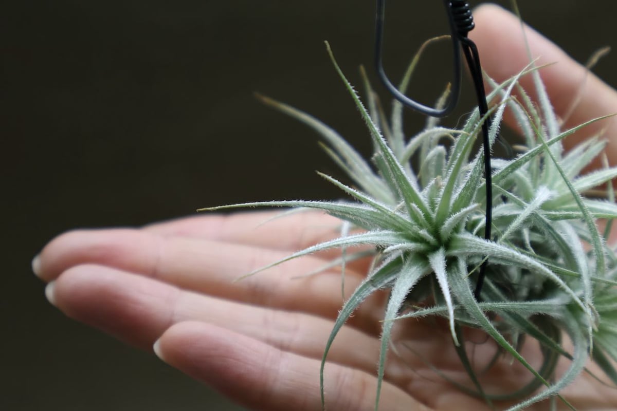 テクトラム クランプ 05号 | air-plants TENGU-DO