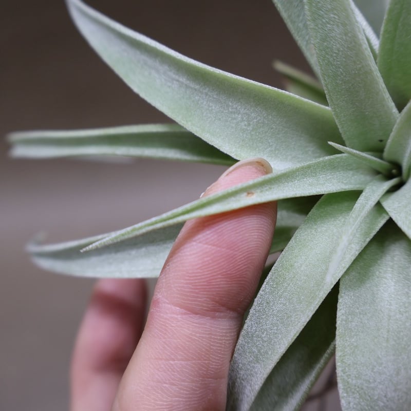 カピタータ シルバーローズ 43号 | air-plants TENGU-DO