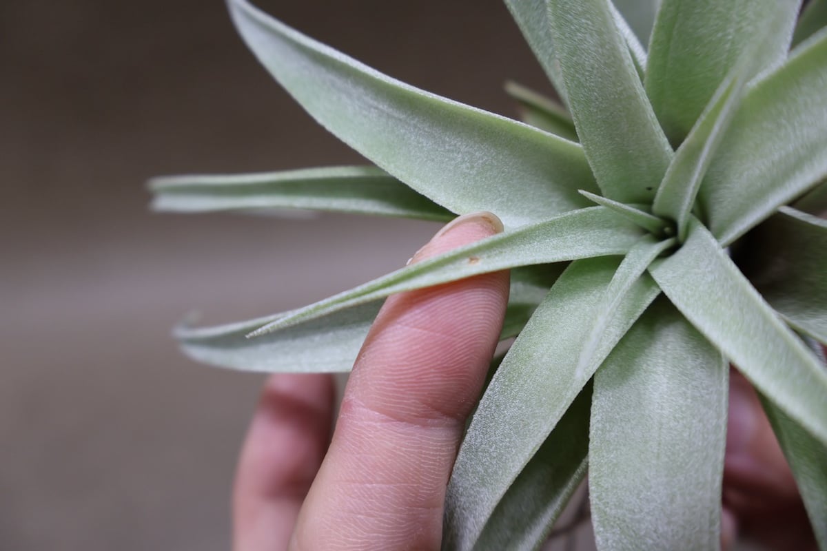 カピタータ シルバーローズ 43号 | air-plants TENGU-DO