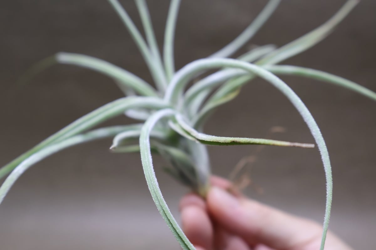 シーディアナ × エーレルシアナ 04号 | air-plants TENGU-DO