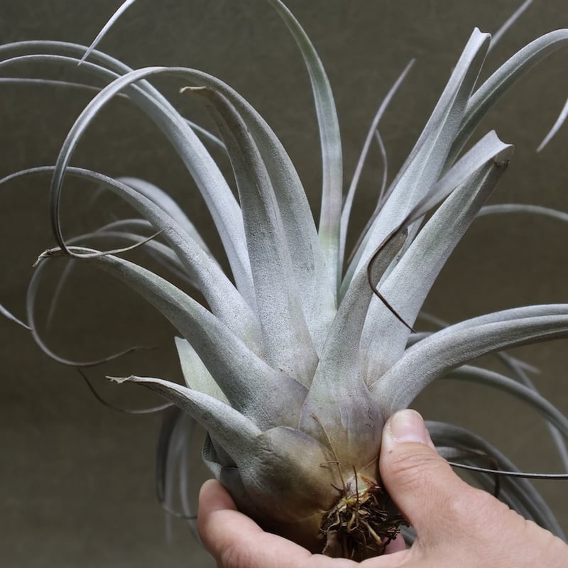 サカパネンシス 18号 | air-plants TENGU-DO