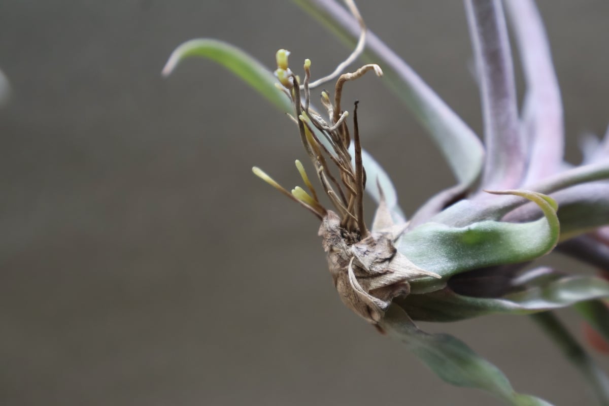 ストレプトフィラ × ノバキー 15号 | air-plants TENGU-DO