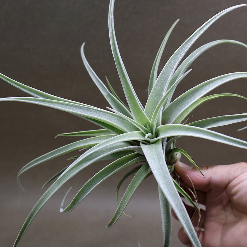 チランジア ハリシー × ベアコレアーレ ベアコレアーレ × ハリシー 01号 | air-plants TENGU-DO
