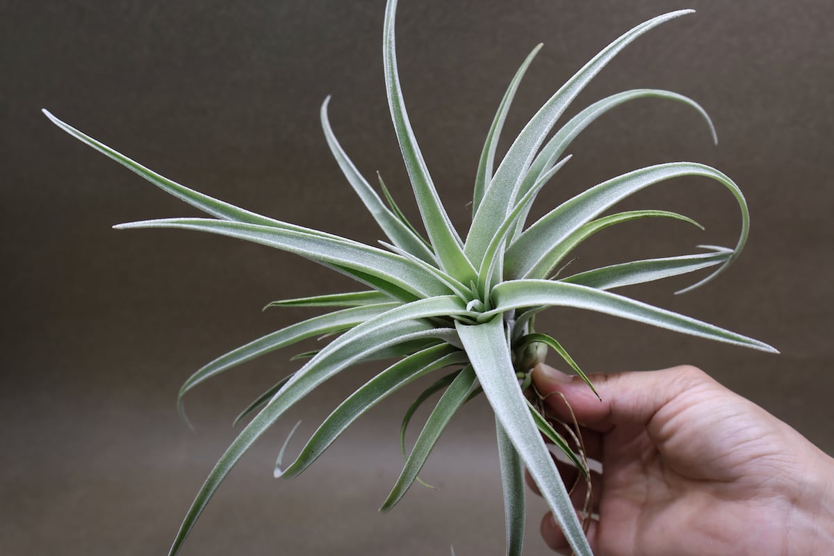 チランジア ハリシー × ベアコレアーレ ベアコレアーレ × ハリシー 01号 | air-plants TENGU-DO