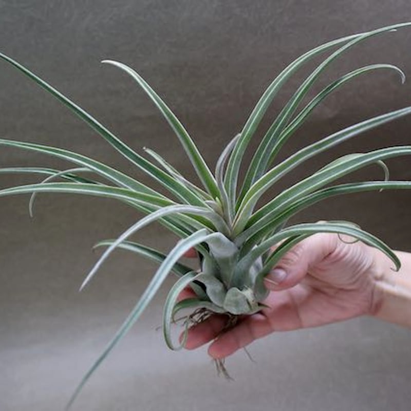 T*a様 チランジア　プリンゲリxストレプトフィラ Frontier Plants】オンラインストア11月9日販売予定約20種類の価格と