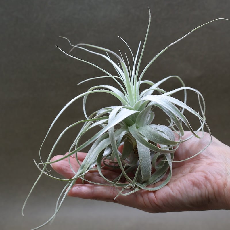 チャペウエンシス 07号 | air-plants TENGU-DO