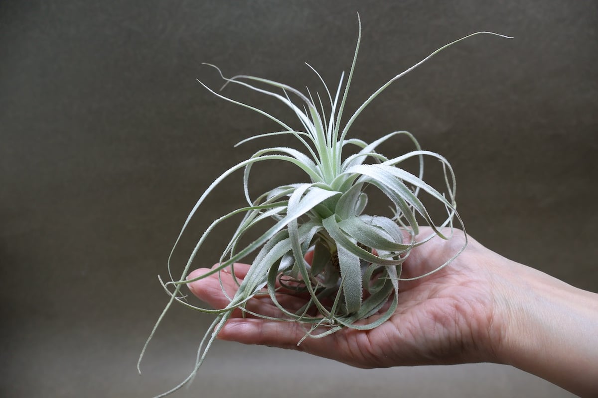 チャペウエンシス 07号 | air-plants TENGU-DO