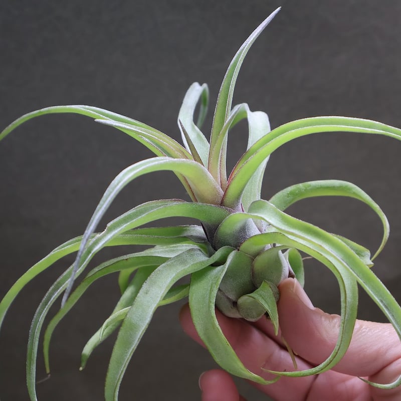 ストレプトフィラ① ストレプトフィラ 14号 | air-plants TENGU-DO