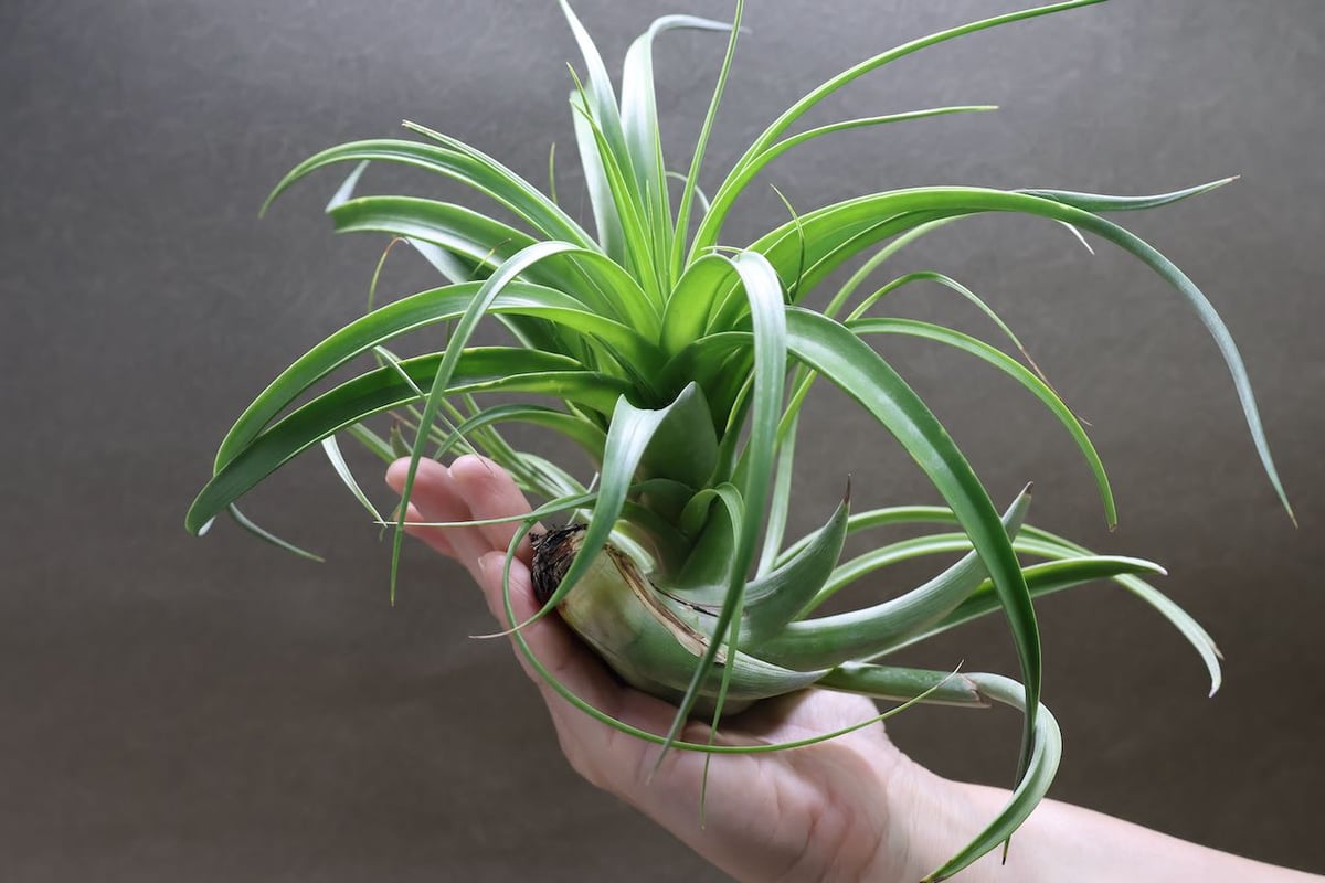 ロシー 04号 | air-plants TENGU-DO
