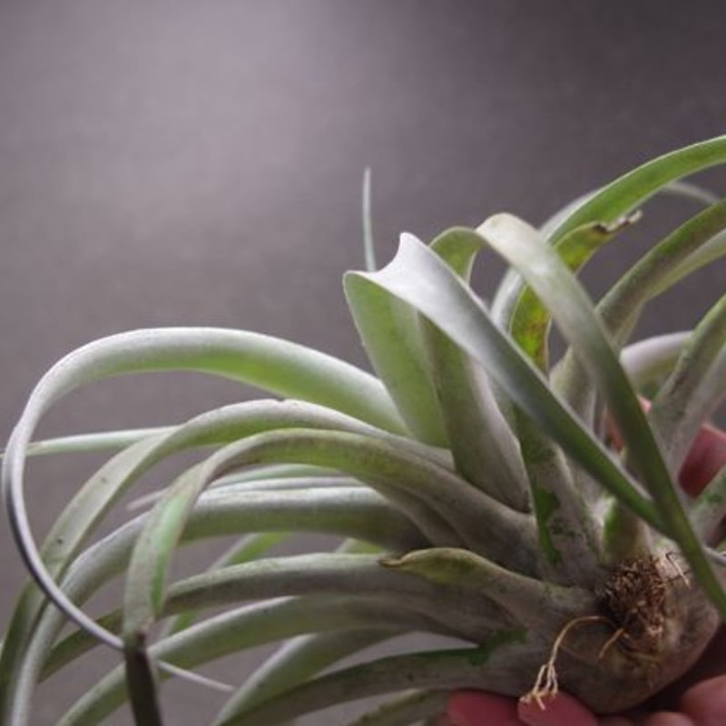 カピタータピーチ XLサイズ 02号 | air-plants TENGU-DO