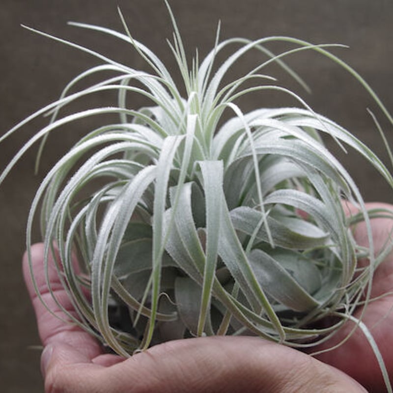 チャペウエンシス チュリフォルミス 01号 | air-plants TENGU-DO チャペウエンシス チュリフォルミス 01号 | air-plants TENGU-DO